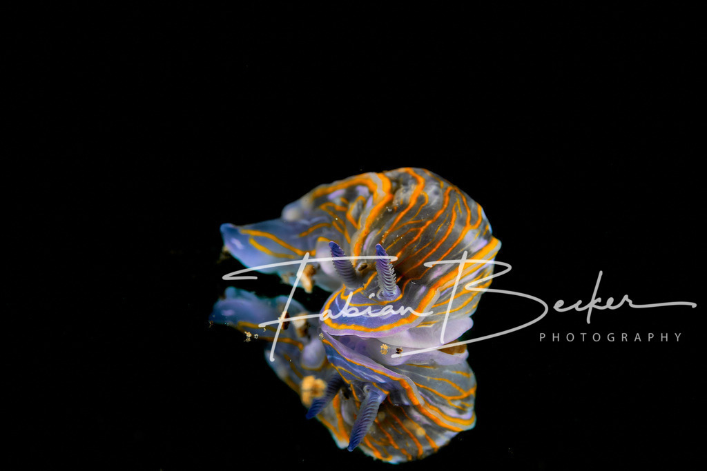 Reflections II | Einzigartige Wandbilder von faszinierenden Unterwasserwelten. Exklusive Kunst für Empfangsbereiche, Wohnraum oder Wartezimmer. - Realisiert mit Pictrs.com