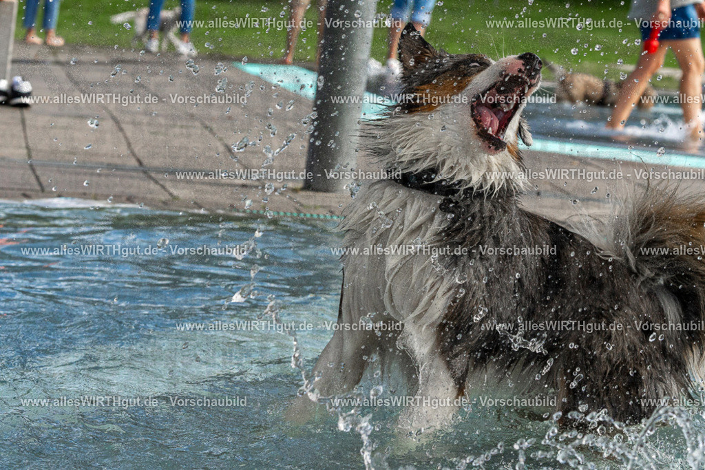 Hundeschwimmen_Volksbad_2026-allesWIRTHgut_Tierfotografie-2609061509-FAY07117 | Professionelle Tierfotografie in Mönchengladbach von Daniel Wirth (allesWIRTHgut). Liebevolle & natürliche Bilder von Hunden & Katzen für unvergessliche Erinnerungen.