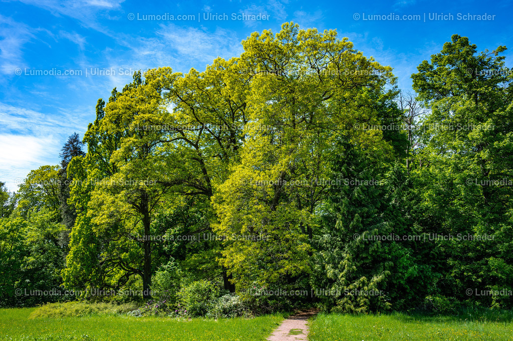 10049-14092 - Landschaftspark Degenershausen | Stockfoto und Bilderpool mit Bildmaterial aus Deutschland, dem Harz, Halberstadt, Quedlinburg, Wernigerode und weltweit. Qualitativ hochwertige und professionelle Fotos anschauen und kaufen. - Realisiert mit Pictrs.com