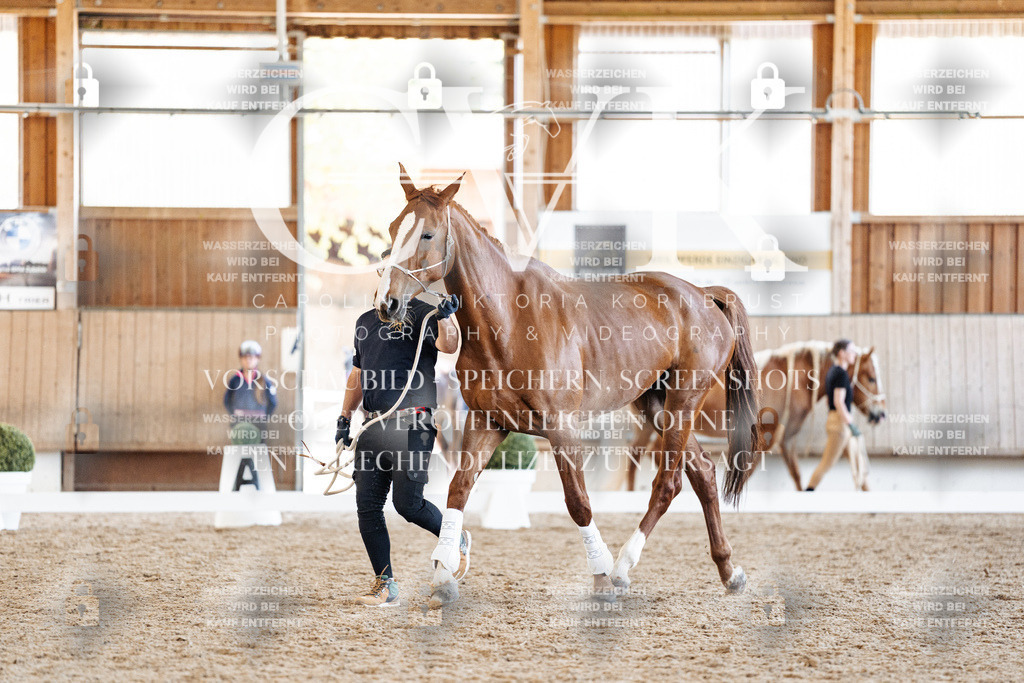 CK906639 | Turnierfotografie Pferdefotografie Trier Rheinland-Pfalz Pferdesport Reitsport Tierfotografie Sportfotografie Pferdevideo Pferdevideografie Equestrianvideography equestrianphotography  - Realisiert mit Pictrs.com