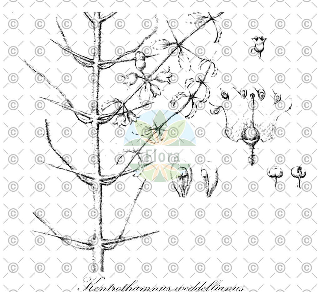 HistAbb_EMP_14059_SRC_Schlechtendal_FLORAD_SIMPLE | Historische Abbildung von Kentrothamnus weddellianus - Rhamnaceae | Historical Illustration of Kentrothamnus weddellianus - Rhamnaceae