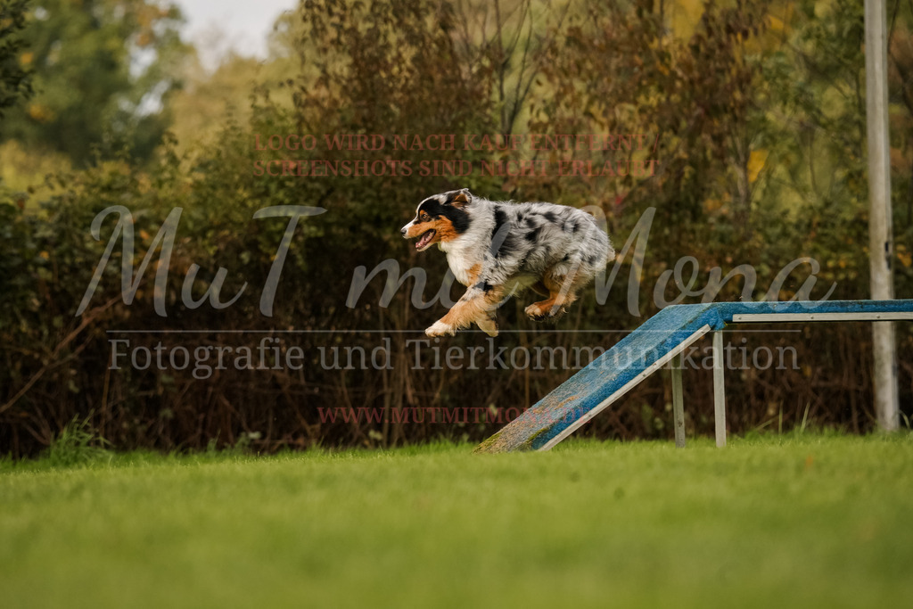 20251005_THS_Turnier-641 | MuT (Mensch und Tier) mit Mona - Fotografie und Tierkommunikation - Realisiert mit Pictrs.com