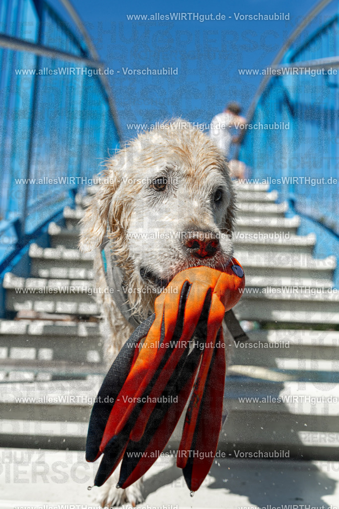Hundeschwimmen_Volksbad_2026-allesWIRTHgut_Tierfotografie-2609061302-121256-7R500433 | Professionelle Tierfotografie in Mönchengladbach von Daniel Wirth (allesWIRTHgut). Liebevolle & natürliche Bilder von Hunden & Katzen für unvergessliche Erinnerungen.