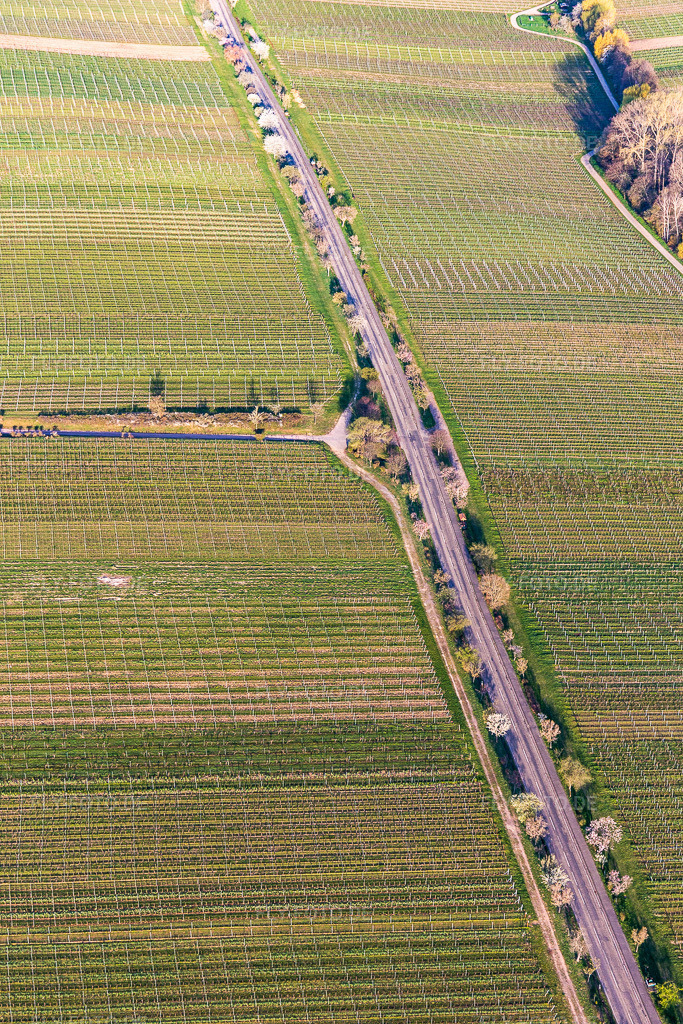 Luftbild: Baumreihe an der Villastraße mit Mandelblüte in Edenkoben im Bundesland Rheinland-Pfalz in Deutschland. Foto: IMG_126314.jpg vom 04.04.2021 durch Werner Riehm/FLY-FOTO.de