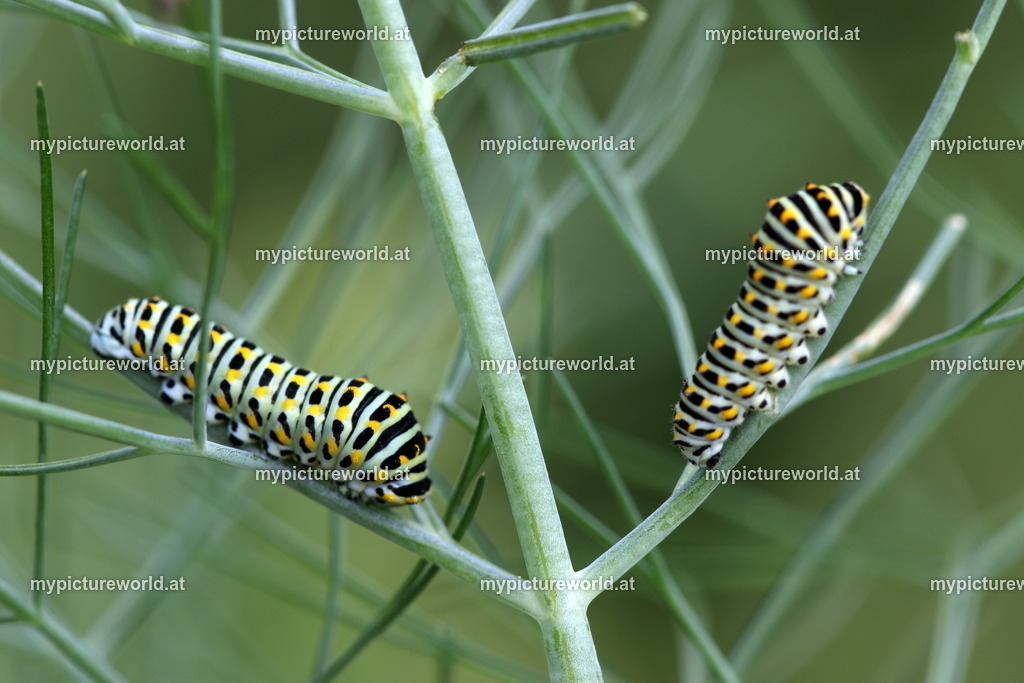 Papilio machaon-059 | Das Bilderarchiv über Tiere, Planzen und Landschaften. In der Bilddatenbank finden Sie ein große Auswahl an hochwertigen Bilder für Ihre Werbung - Realisiert mit Pictrs.com