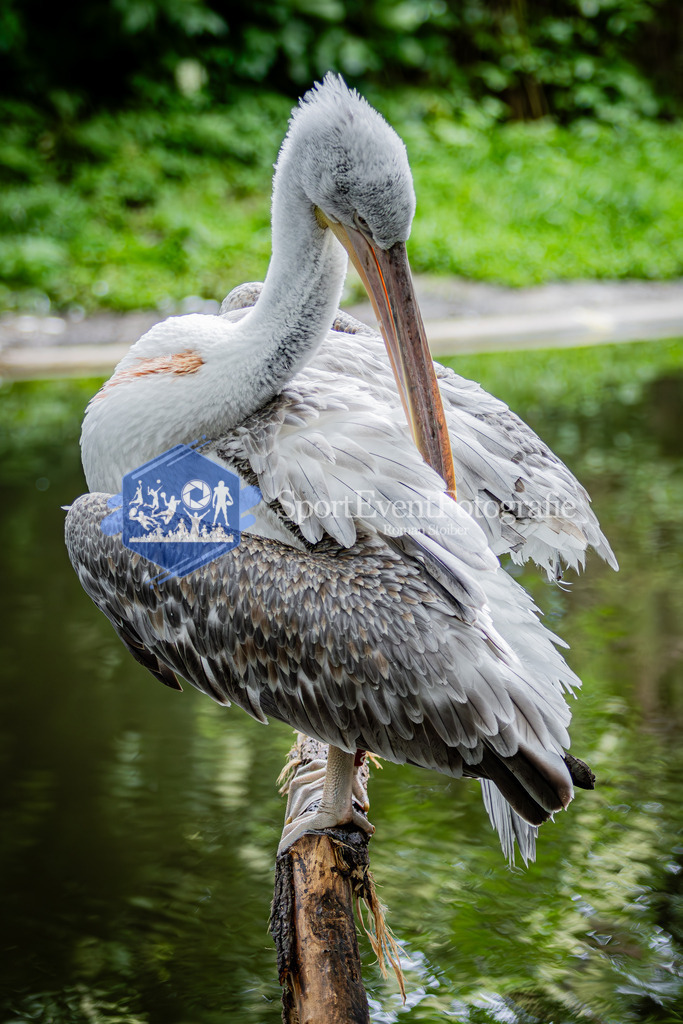 IMG_5952 | SportEventFotografie - Roman Stoiber