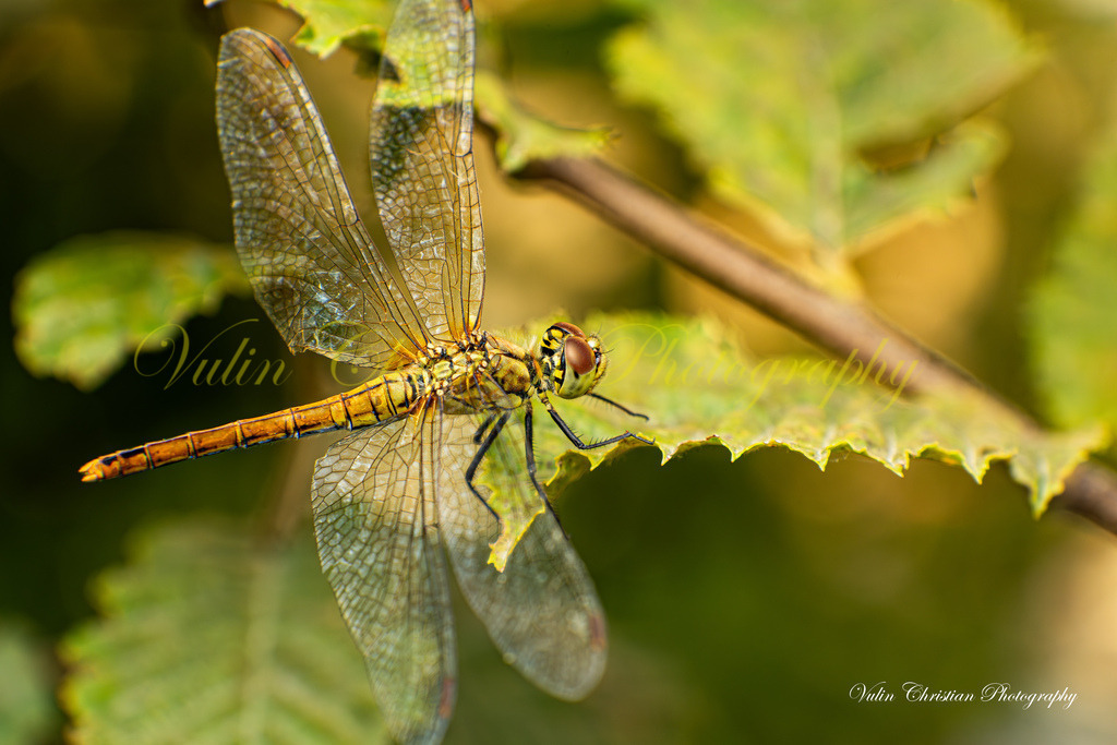 Macro 43 | Christian Vulin  - Realisiert mit Pictrs.com