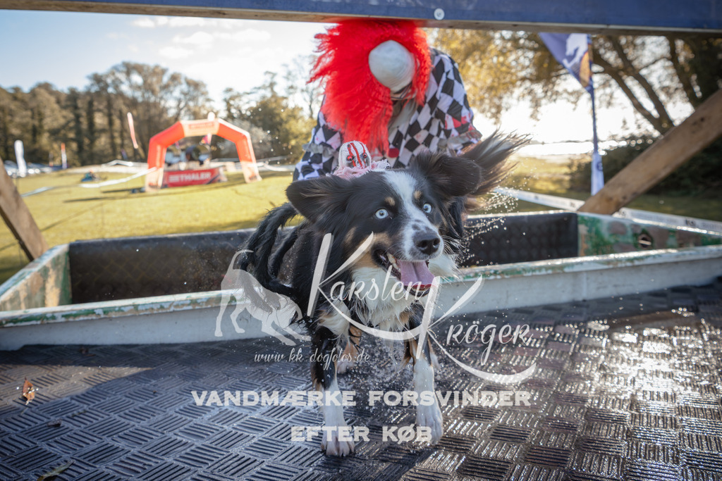 1211_ZZ94934 | kk-dogfotos