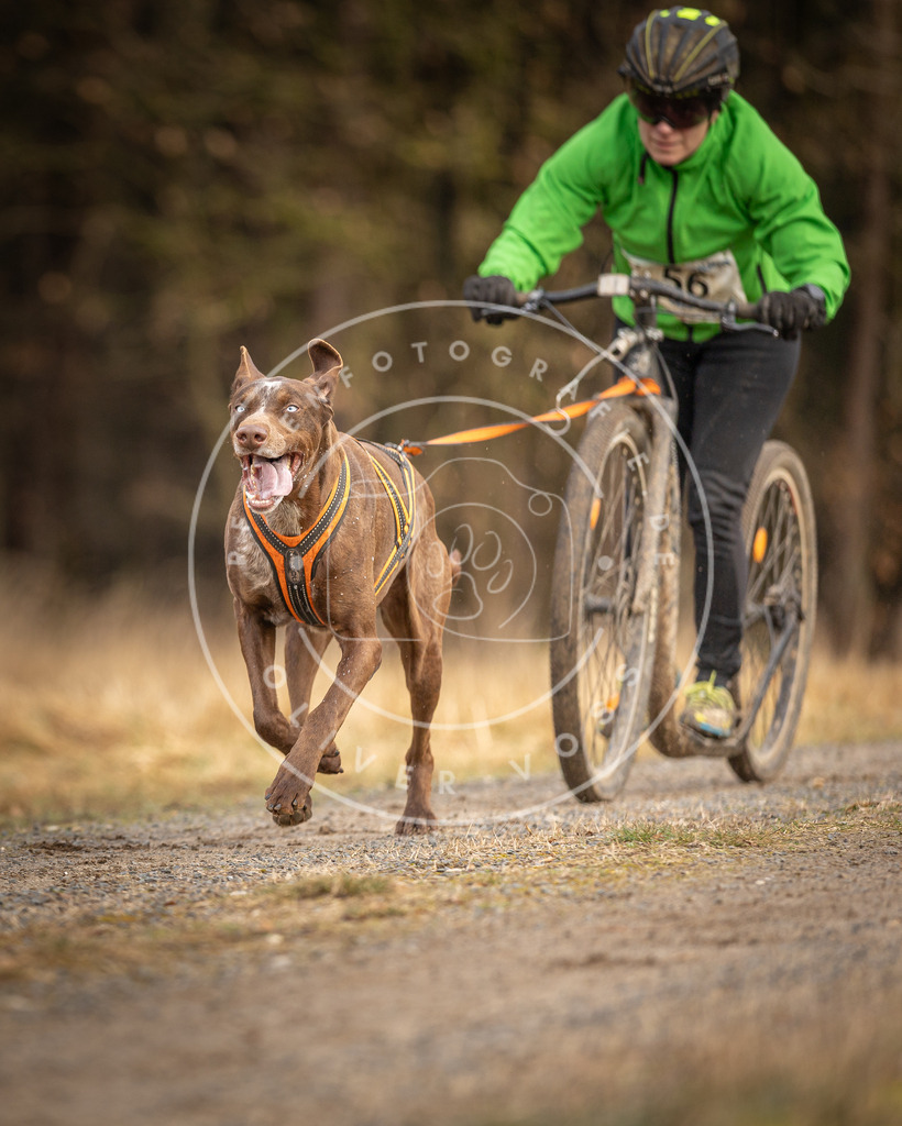 DV3A3476 | Hundefotografie, Tierfotograf, Pfotenfotografie, Fotoshooting Hund, Hunde Portrait, Hundesport, Hundeportraits, Heideshooting, Hunde, Sportfotograf, Hundefotograf, Turnierhundsport, THS,  - Realisiert mit Pictrs.com