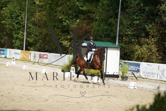 VAN02216 | Pferdefotografie in Köln und Umgebung – emotionale Pferdeshootings, Turnierfotografie und besondere Momente zwischen Pferd und Mensch. - Realisiert mit Pictrs.com