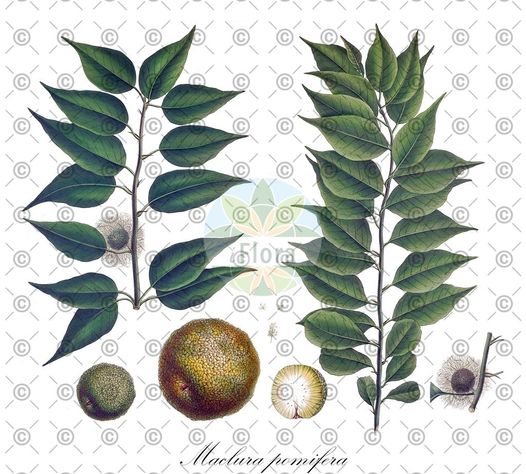 HistAbb_wfo-0000232444_1_ENZY_Simple | Historische Abbildung von Maclura pomifera - Moraceae | Historical Illustration of Maclura pomifera - Moraceae (osage-orange;hedge-apple)