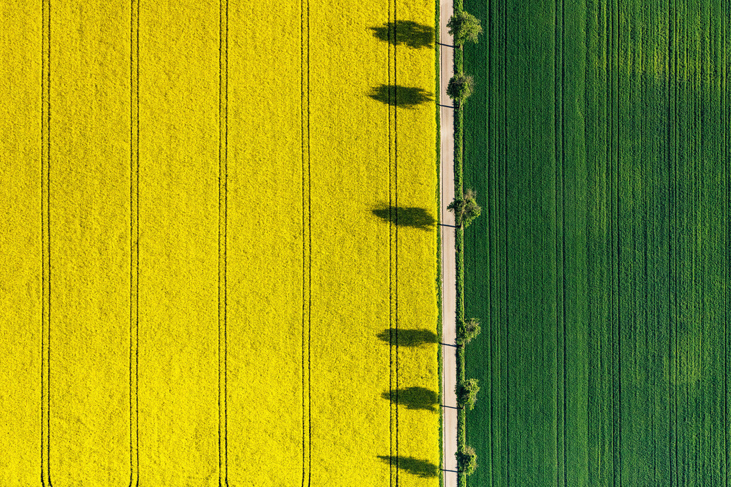 dr__0027276.jpg | MONHEIM 14.05.2019 Feld- Landschaft gelb blühender Raps- Blüten in Monheim im Bundesland Bayern, Deutschland. // Field landscape yellow flowering rapeseed flowers in Monheim in the state Bavaria, Germany. Foto: Daniel Reiter