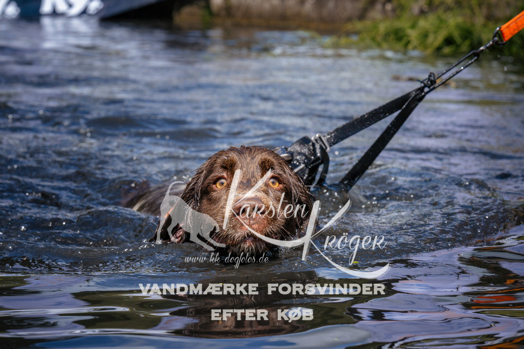 _ZZ962301015 | kk-dogfotos