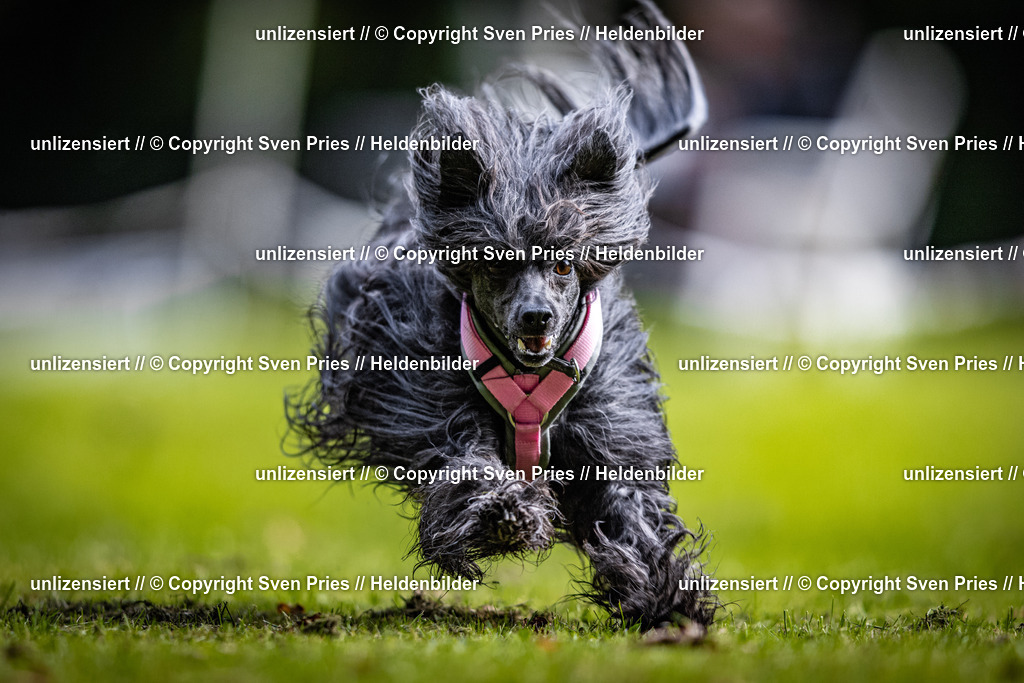 Sven Pries | 2025-10-03 - Hunderennen Obergrombach - Realisiert mit Pictrs.com