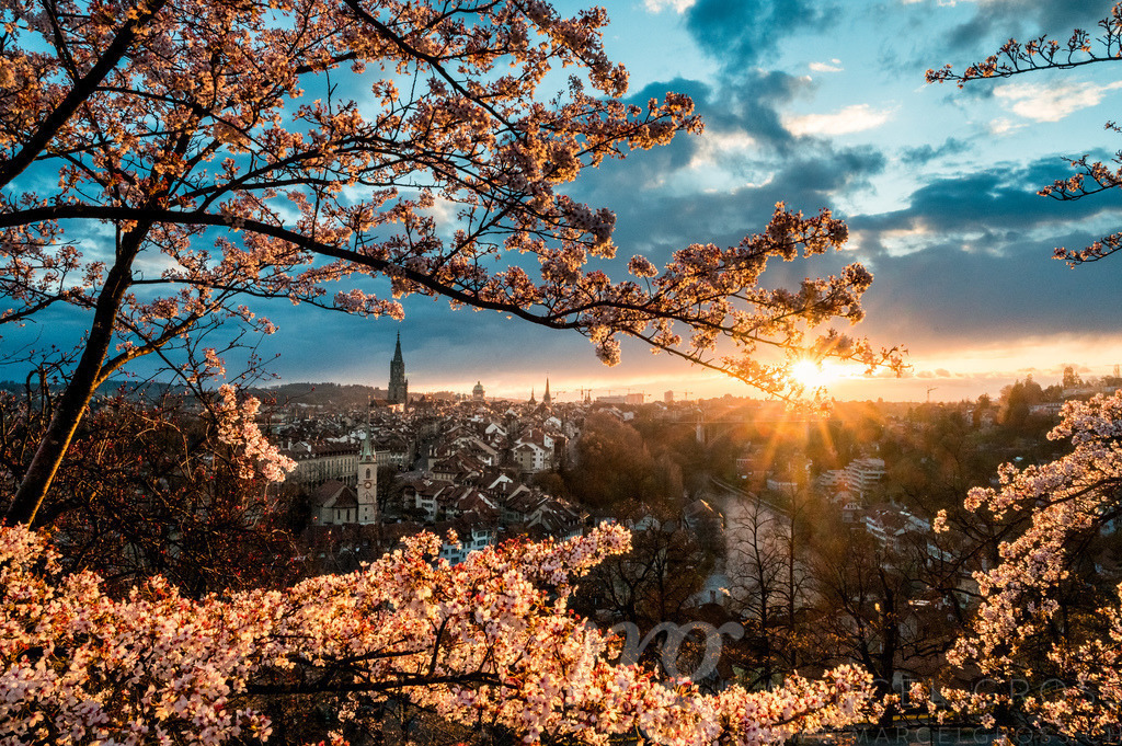 sunset durign cherry blossom in Bern seen from Rosengarten | Die ideale Geschenkidee für Naturliebhaber. Naturbilder von Marcel Gross Photography für ihr Zuhause in den verschiedensten Formaten und Materialien. - Realisiert mit Pictrs.com