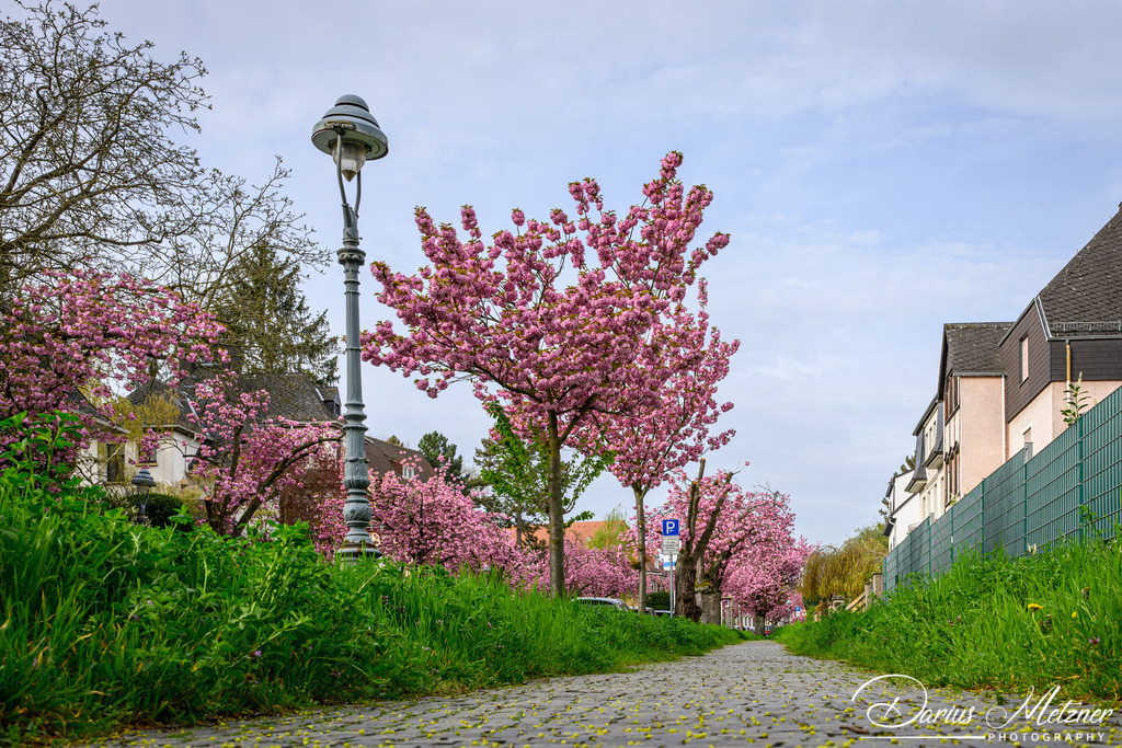 DSC_9355 | Fotografien, Fotos und Bilder aus Mainz, Frankfurt, Wiesbaden und anderen Orten auf der Welt - Fotografiert von Darius Metzner