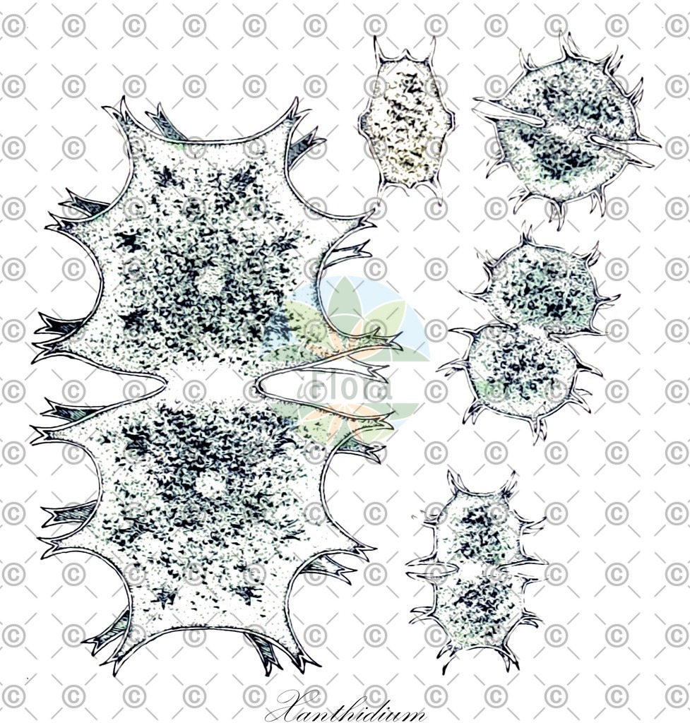HistAbb_wfo-0000115385_1_ENZY_Simple | Historische Abbildung von Xanthidium - Desmidiaceae (0) | Historical Illustration of Xanthidium - Desmidiaceae (0)