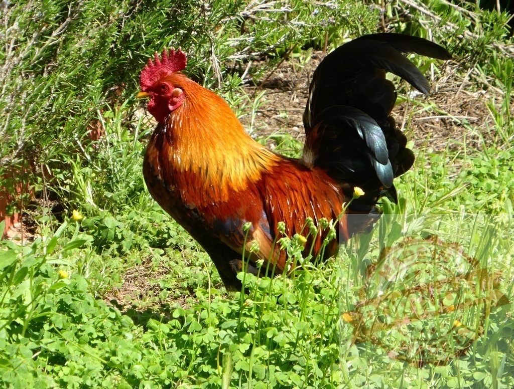 Rooster standing on green grass with vibrant feathers | Rooster standing outdoors, showcasing its colorful plumage in sunny farm environment - Realisiert mit Pictrs.com