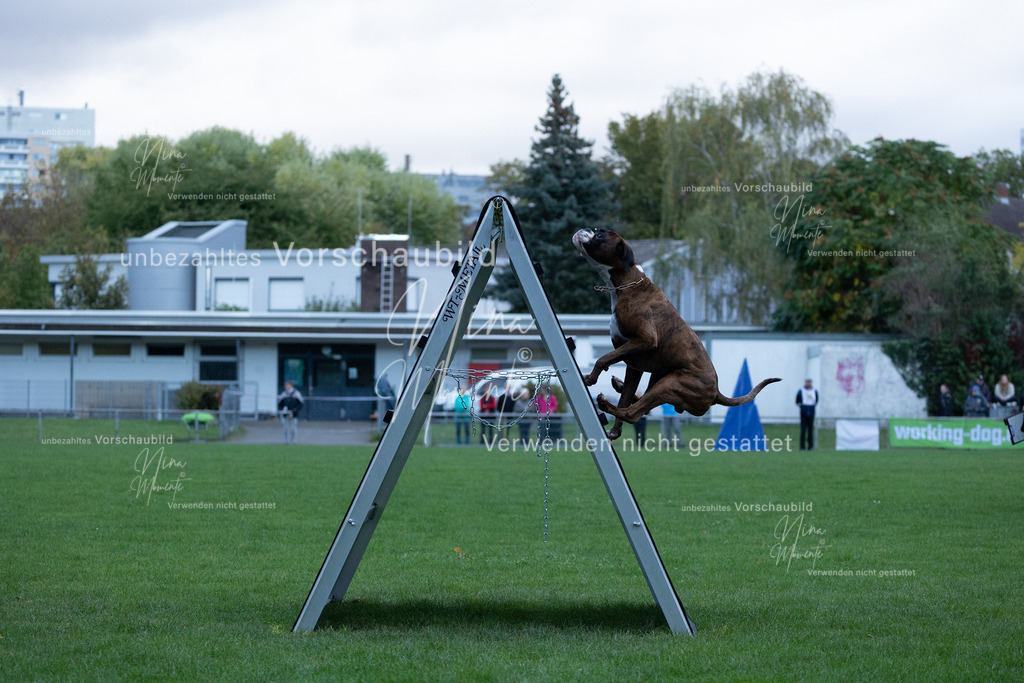 _16A4466 | Einzigartige Fotos von Hunden & Menschen –Actionfotos, Portraits, Vereinsaufnahmen & Paarshootings – authentisch, lebendig & mit Herz.