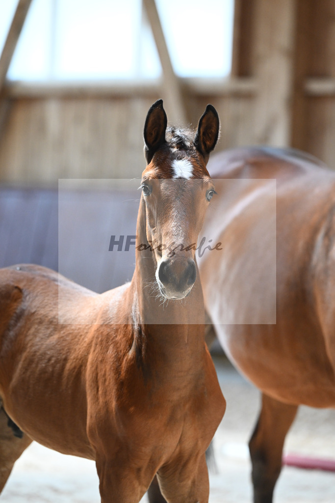 Kat-Nr. 28 HF Balou Star x Cassilano_Liebhaber_32240558 | hf-fotografie - Realisiert mit Pictrs.com