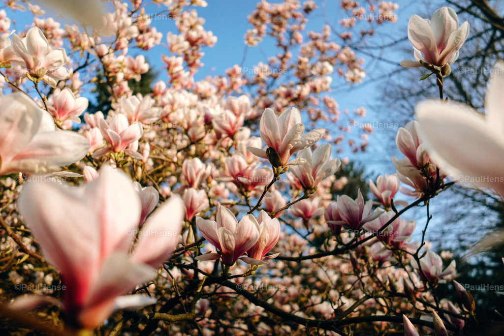 20220324_PaulHense_S0054_DSC03564 | paulhense - Realisiert mit Pictrs.com