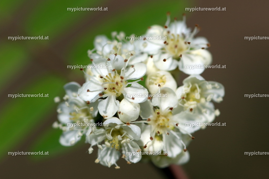 Vogelbeere-010 | Das Bilderarchiv über Tiere, Planzen und Landschaften. In der Bilddatenbank finden Sie ein große Auswahl an hochwertigen Bilder für Ihre Werbung - Realisiert mit Pictrs.com