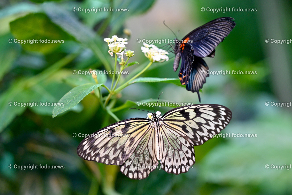 Botanischer Garten Linz_ Schmetterlinge_ Orchideen_ 21.01.2024-77 | 21.01.2024, Botanischer Garten Linz, AUT, Schmetterlinge, im Bild tropische Schmetterlinge, Schmetterling, Falter, Natur, Tiere, Blumen, Pflanzen, Insekten, Butterfly, Tropenhaus