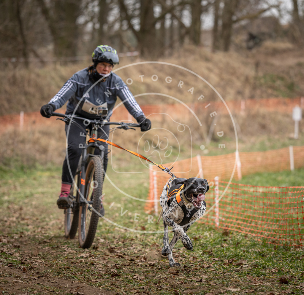 Pfotenfotografie_DV3A6787 | Hundefotografie, Tierfotograf, Pfotenfotografie, Fotoshooting Hund, Hunde Portrait, Hundesport, Hundeportraits, Heideshooting, Hunde, Sportfotograf, Hundefotograf, Turnierhundsport, THS,  - Realisiert mit Pictrs.com