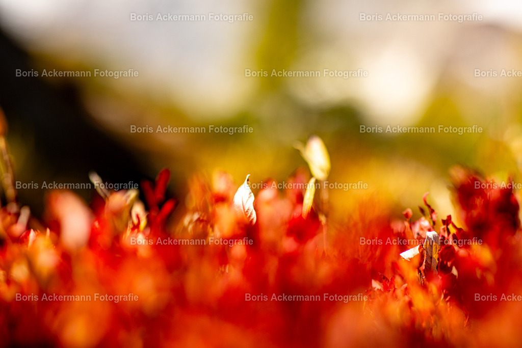 2023092733 | FineArtPrint, Hahnemühle, FeeGalerie, Fee Galerie, Fotokunst, Fotografie, Canonphotography, Bergfoto, Matterhorn, Rimpfischhorn, Allalinhorn, Saas-Fee, Wallis, Valais, Switzerland, Bergfotografie