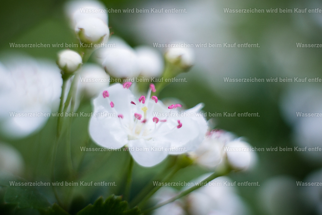 Herzstärkung, Verbindungsstärkung | Die Botschaft zum Bild lautet: Als Weißdorn diene ich dem Herzen im körperlichen Sinne, wie im geistigen. Hier mit diesem Bild mit meiner zarten Blüte, stärke ich die Herzverbindung von den Menschen, die dieses Bild sehen. Ist also Not im Raum oder möchtest du generell mehr Herzstärkung in deinem Leben, genieße diese Energien. Und hast du mich gefunden, lasse zu, dass dein Herz gestärkt wird.
