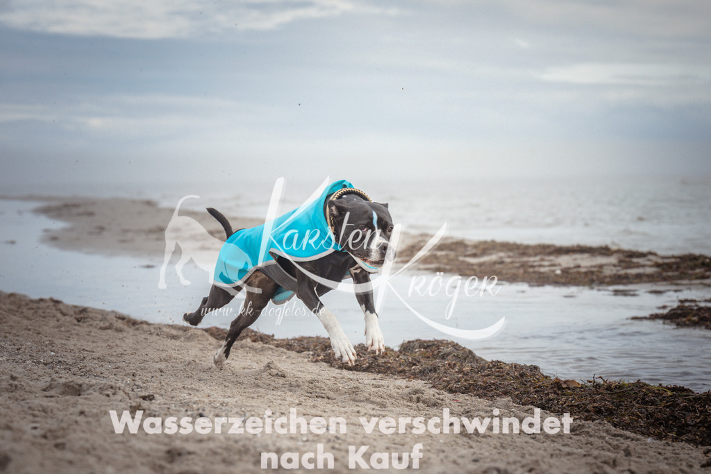 1151_ZZ92176 | kk-dogfotos