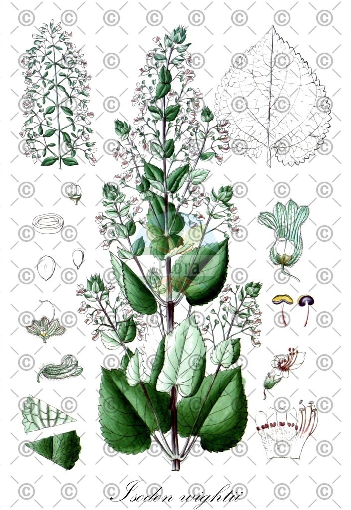 HistAbb_wfo-0001038803_1_ENZY_Simple | Historische Abbildung von Isodon wightii - Lamiaceae | Historical Illustration of Isodon wightii - Lamiaceae