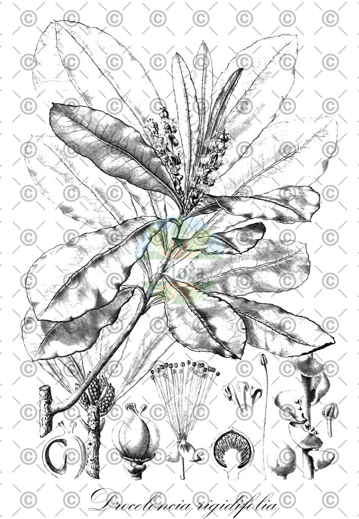 HistAbb_wfo-0000177735_1_ENZY_Simple | Historische Abbildung von Droceloncia rigidifolia - Euphorbiaceae | Historical Illustration of Droceloncia rigidifolia - Euphorbiaceae