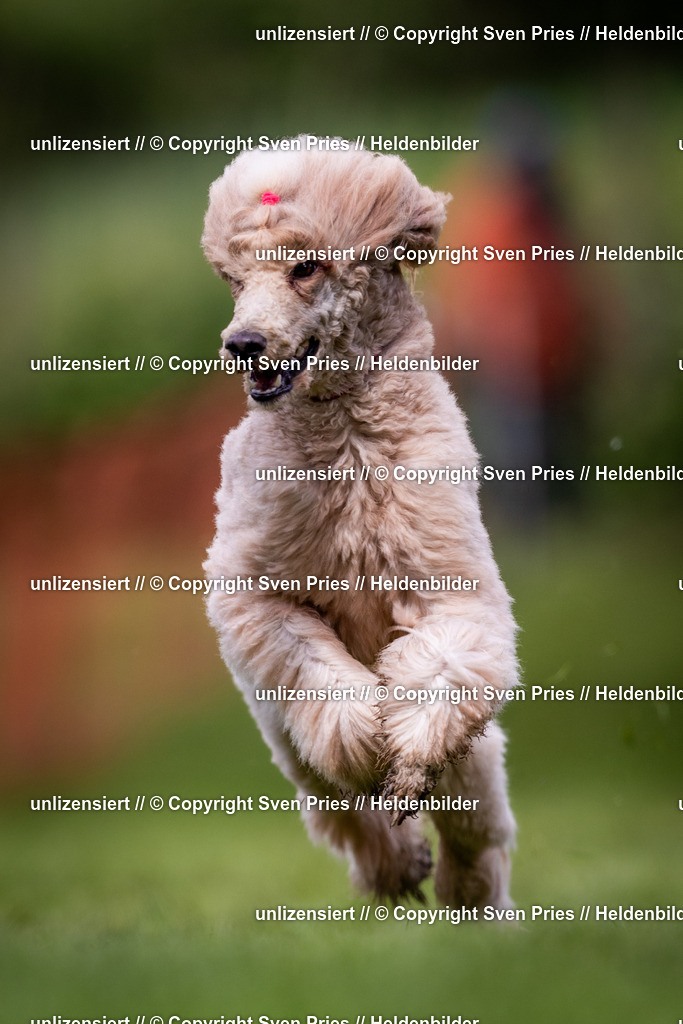 Sven Pries | 2024-04-21 - Hunderennen Baden-Oos
Foto: Sven Pries - Realisiert mit Pictrs.com