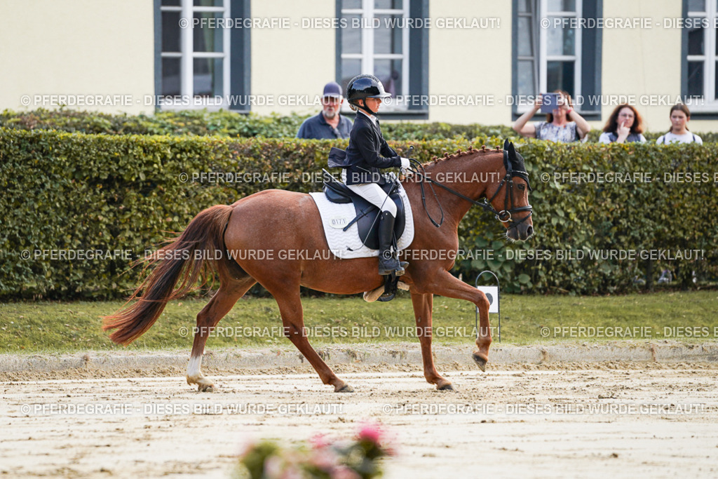 DSC05387 | Pferdegrafie