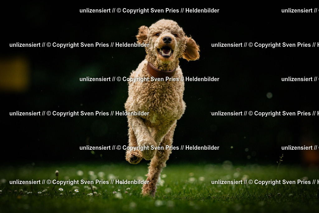 Sven Pries | 2025-05-29 - Pudelrennen KA-Durlach - Realisiert mit Pictrs.com