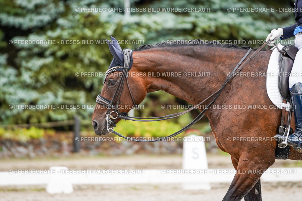 DSC00160 | Pferdegrafie