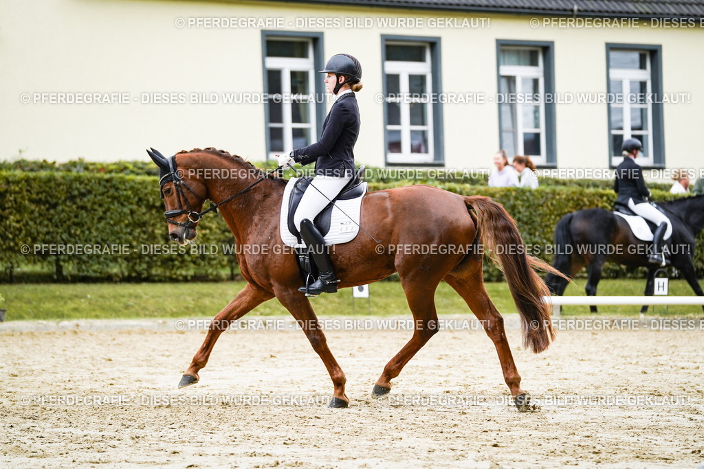 DSC07271 | Pferdegrafie