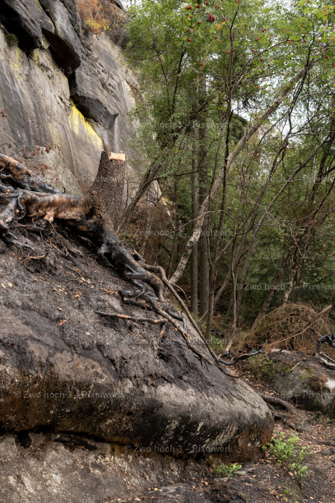 Obere_Affensteinpromenade_Nahe_Frienstein_Waldweg_Wurzel | 2022-09-02_Waldbrandgebiete_2 - Realisiert mit Pictrs.com