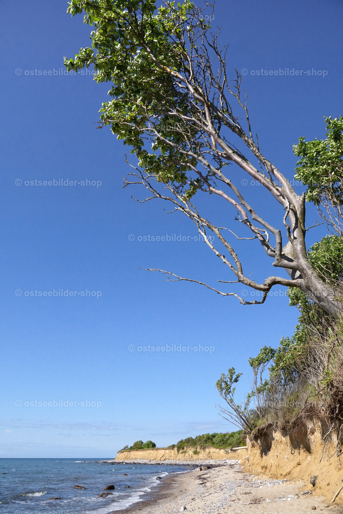 Stürzender Baum | Ein Baum am Steilufer scheint durch Kliffabbrüche allmählich seinen Halt zu verlieren und auf den Strand zu stürzen.