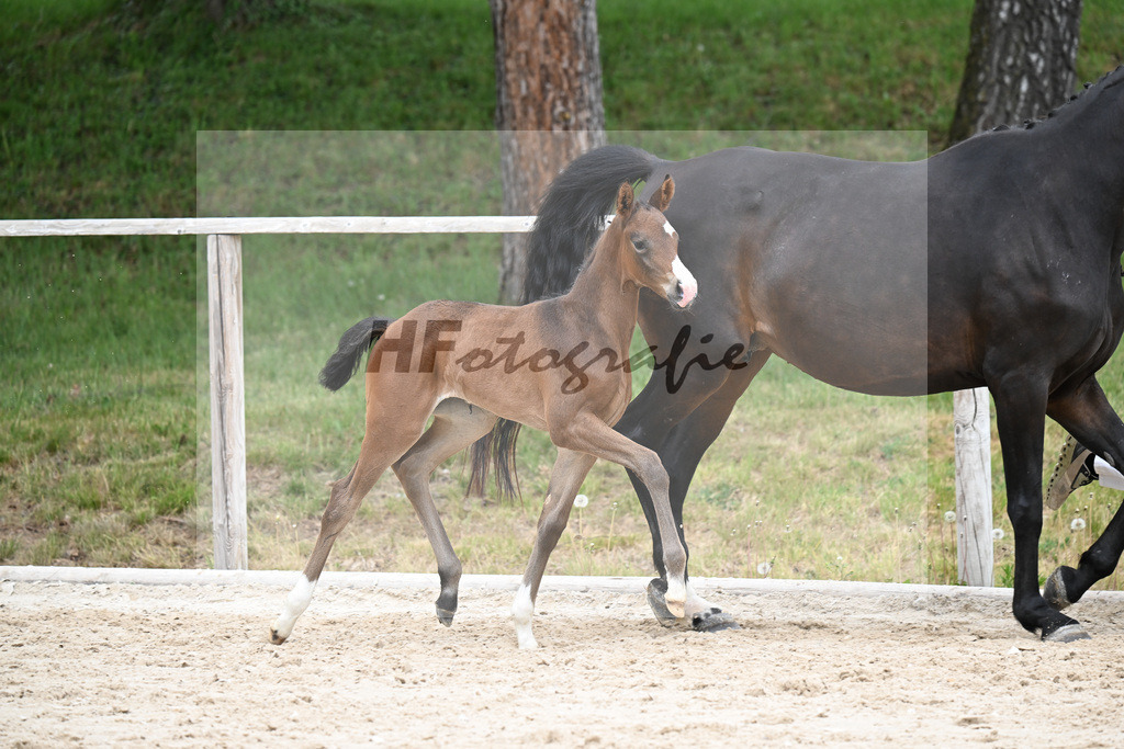 Kat-Nr. 28 SF Donkey Boss x Benetton Dream_Lechl_24260572 | hf-fotografie - Realisiert mit Pictrs.com