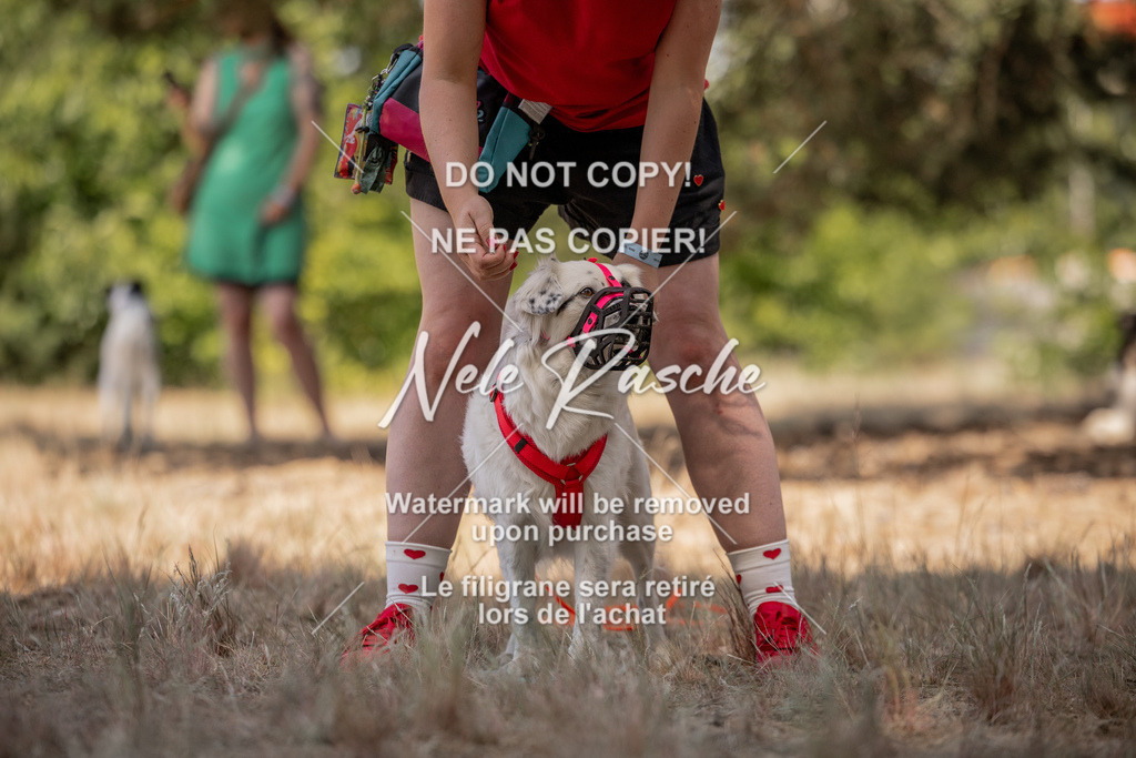 nelerasche_soDD2_376 | nelerasche