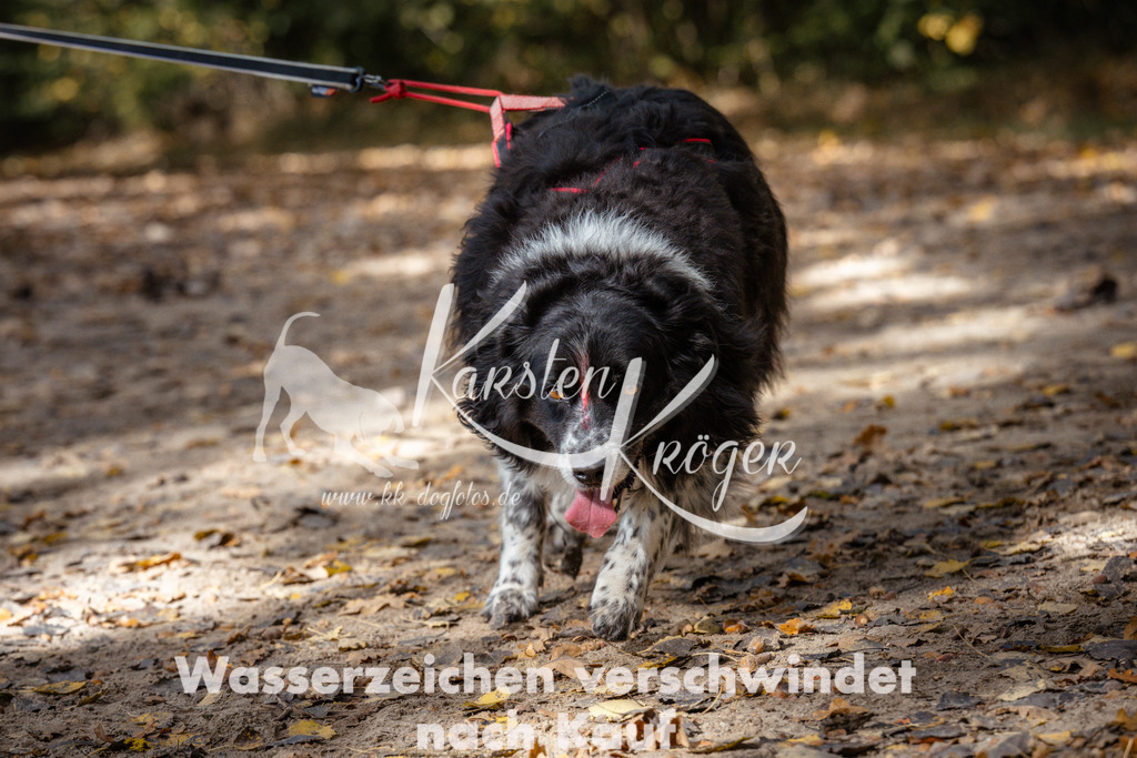 1316_ZZ97771 | kk-dogfotos