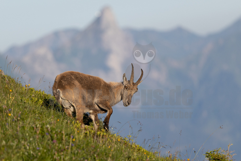 _5NF5414_20250710 | Das Bild zeigt einen Steinbock, der auf einem Hang steht und nach unten blickt. Das Tier ist mit dichtem, hellbraunem Fell bedeckt und besitzt beeindruckende, gebogene Hörner. Der Hintergrund besteht aus verschwommenen Berggipfeln in bläulichen Farbtönen, was die alpine Umgebung unterstreicht. Der Steinbock scheint in Ruhe zu grasen oder die Umgebung zu beobachten. Die Szene vermittelt ein Gefühl von Frieden und Abgeschiedenheit. - Realisiert mit Pictrs.com