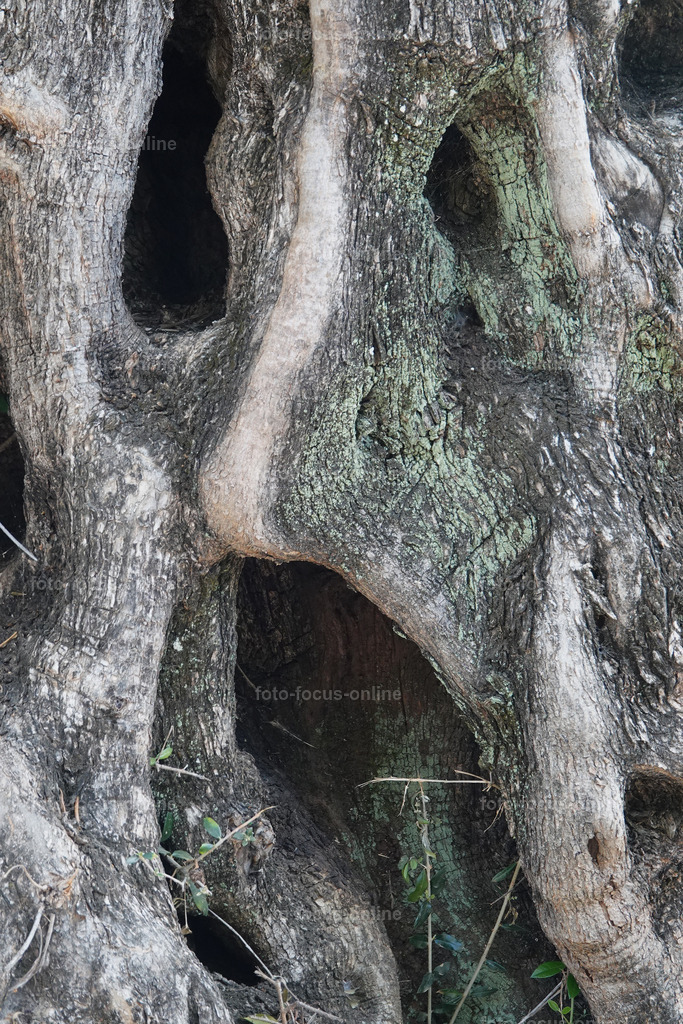 Stories of the Ancient Olive Trees | Ancient Olive Trees