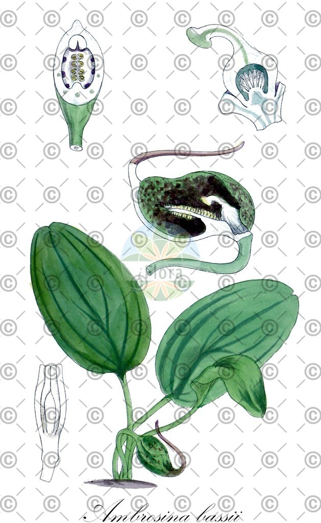 HistAbb_wfo-0000961146_1_ENZY_Simple | Historische Abbildung von Ambrosina bassii - Araceae | Historical Illustration of Ambrosina bassii - Araceae