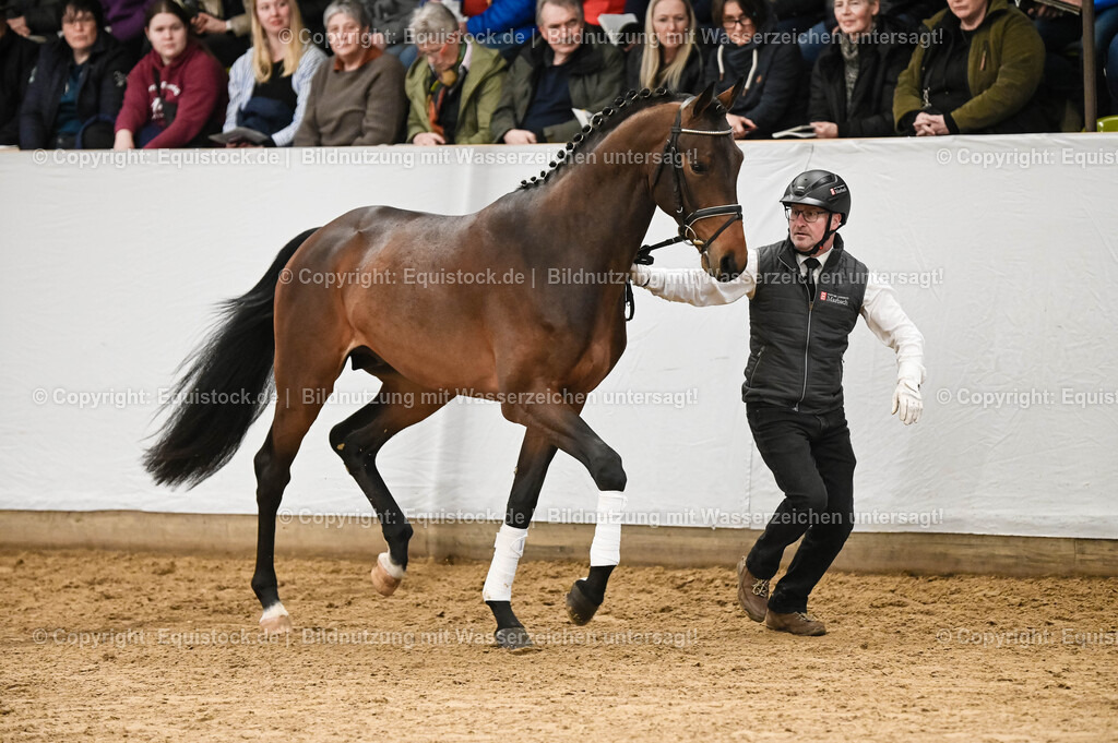 20260307_Hengstvorstellung-Marbach_0080 | equistock