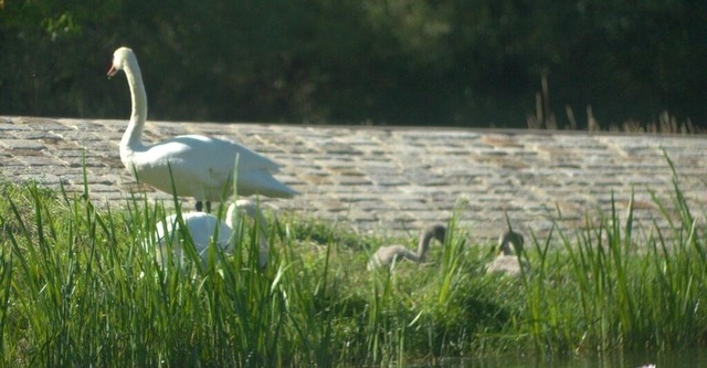 Schwanenfamilie am Ufer des Stausee Greiz-Dölau | Verkauf von Fotos und  Videoclips zumThema Natur.Motive sind Pflanzen, Tiere, Landschaftenund Wetter - Realisiert mit Pictrs.com