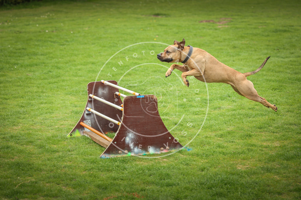 Pfotenfotografie_0L8A9783 | Hundefotografie, Tierfotograf, Pfotenfotografie, Fotoshooting Hund, Hunde Portrait, Hundesport, Hundeportraits, Heideshooting, Hunde, Sportfotograf, Hundefotograf, Turnierhundsport, THS,  - Realisiert mit Pictrs.com