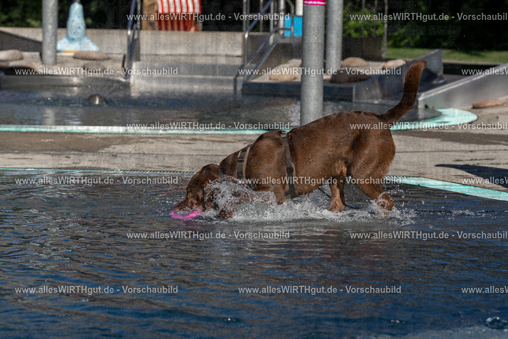 Hundeschwimmen_Volksbad_2026-allesWIRTHgut_Tierfotografie-2609061055-FAY06027 | Professionelle Tierfotografie in Mönchengladbach von Daniel Wirth (allesWIRTHgut). Liebevolle & natürliche Bilder von Hunden & Katzen für unvergessliche Erinnerungen.